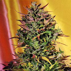 Feminizowane nasiona marihuany Auto Girl Scout Cookies