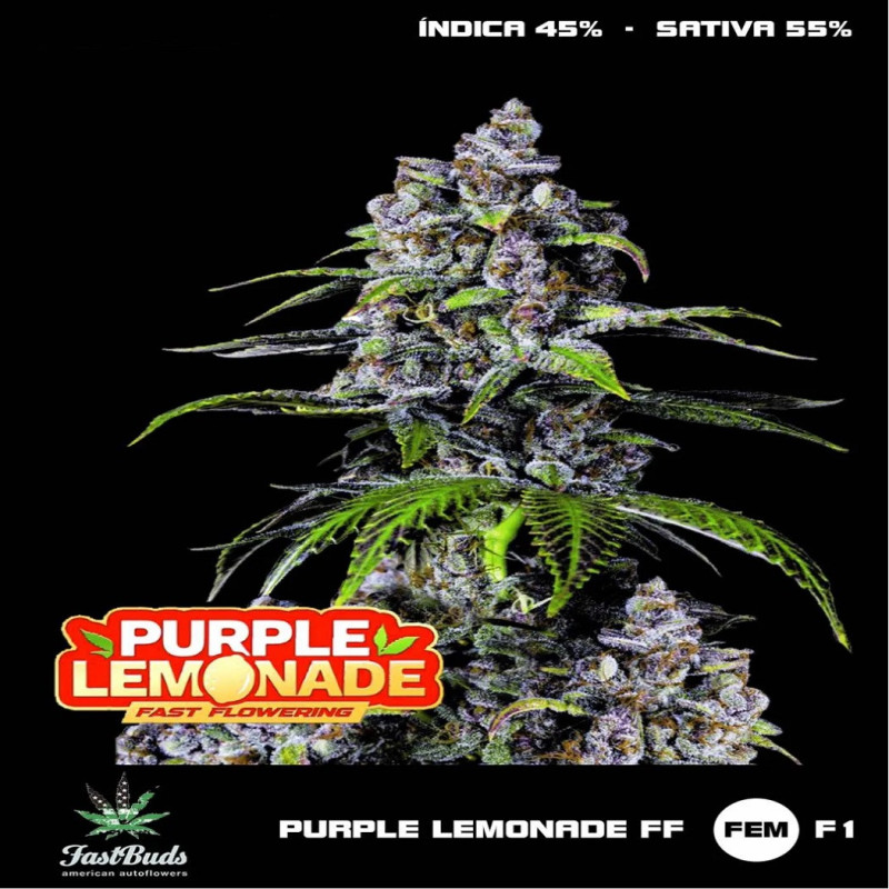 Purple Lemonade Fastflowering Purple Lemonade Fastflowering