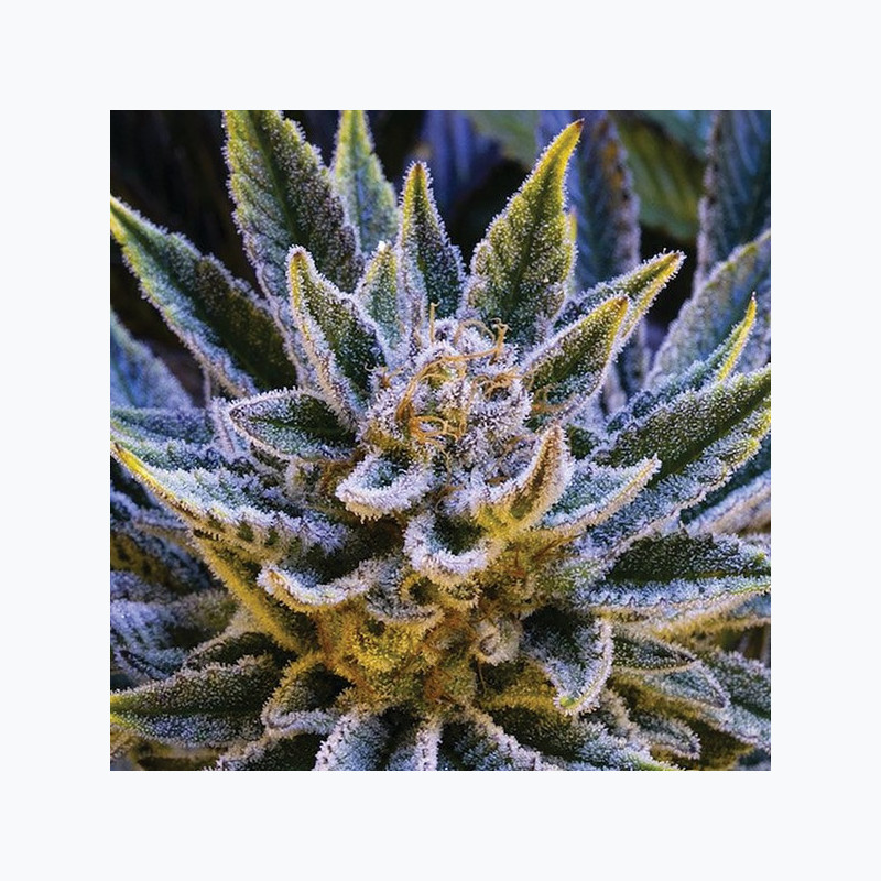 Pineapple Runtz Auto Pineapple Runtz Auto