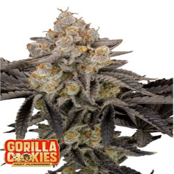 Gorilla Cookies FF