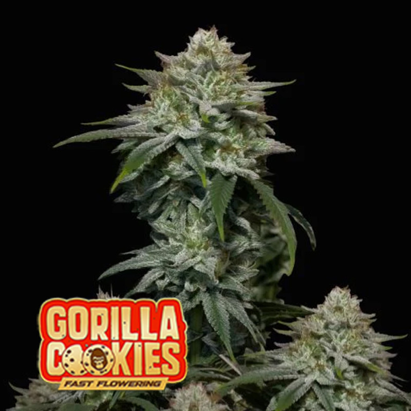 Gorilla Cookies FF