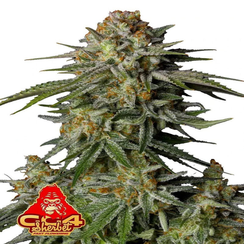 GG4 Sherbet FF GG4 Sherbet FF