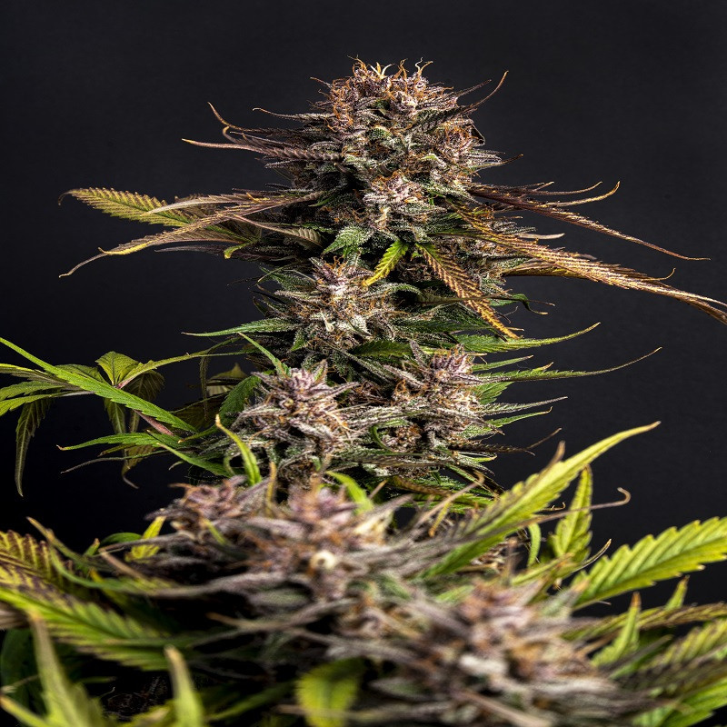 Purple Garage Auto