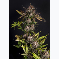 Purple Garage Auto