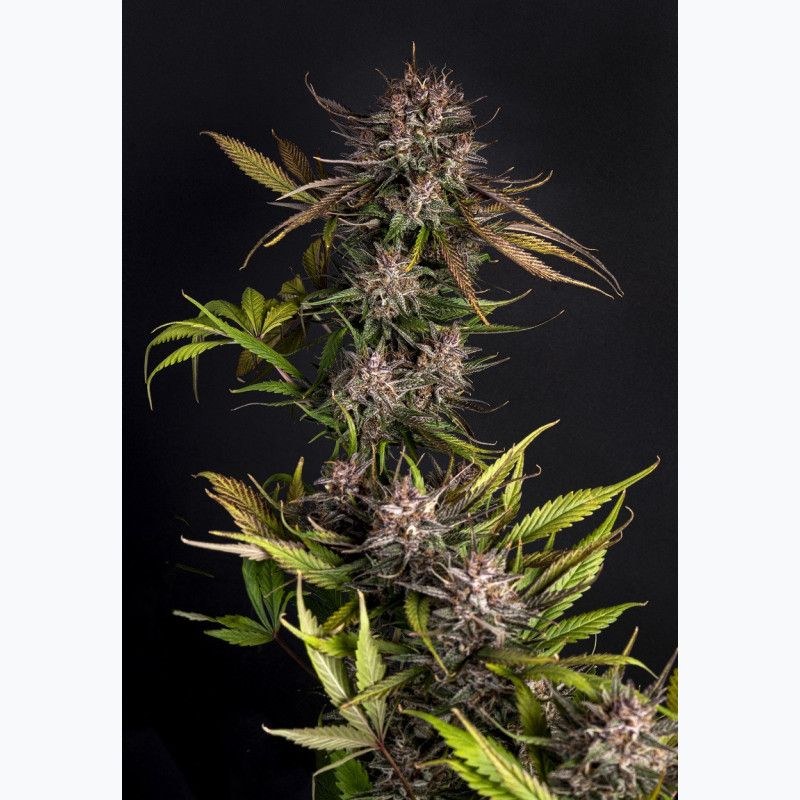 Purple Garage Auto