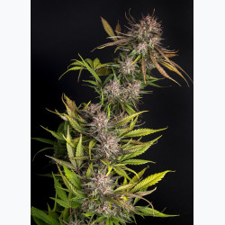Purple Garage Auto