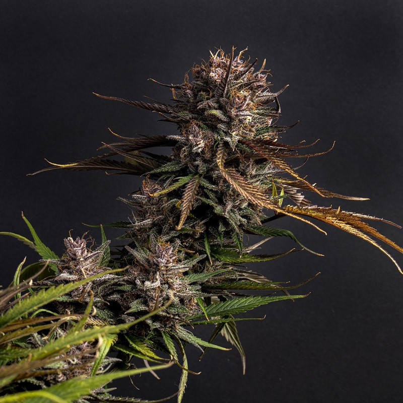 Purple Garage Auto