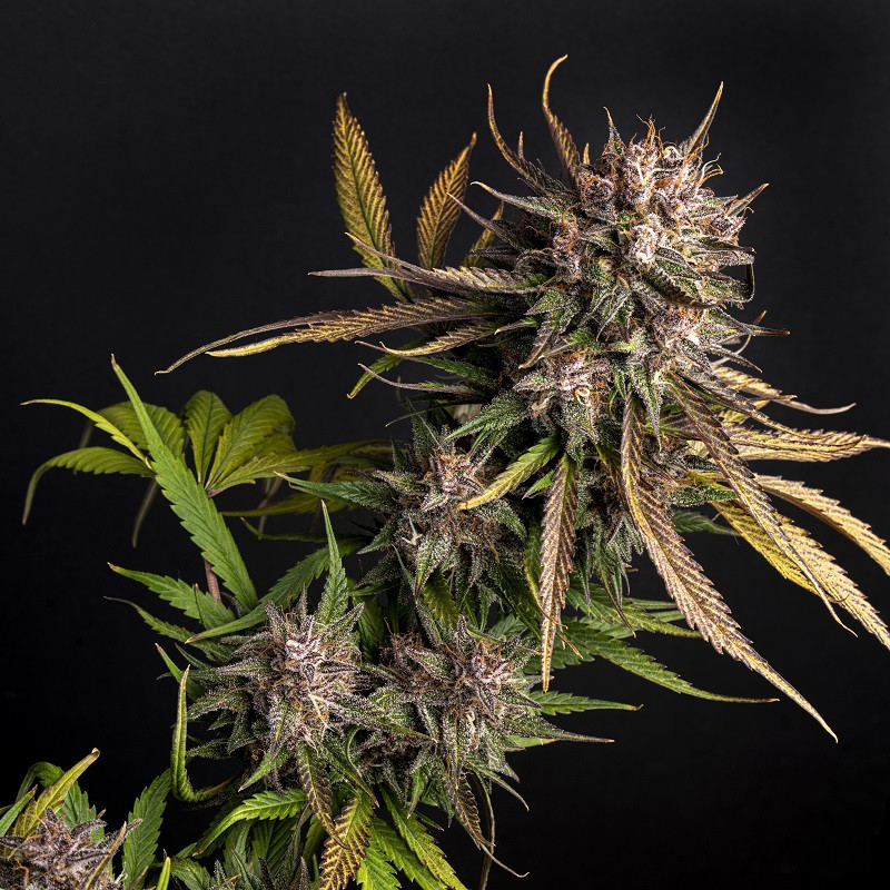 Purple Garage Auto