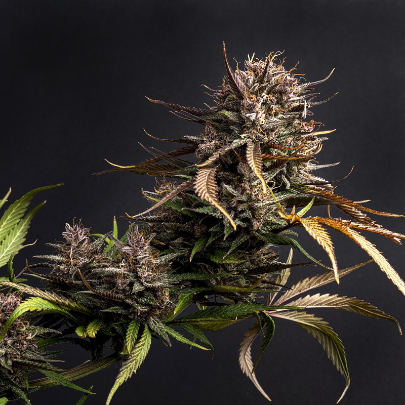 Purple Garage Auto