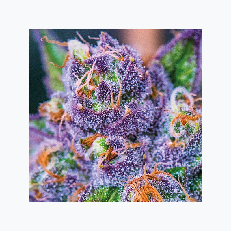 Purple Domina Auto Purple Domina Auto