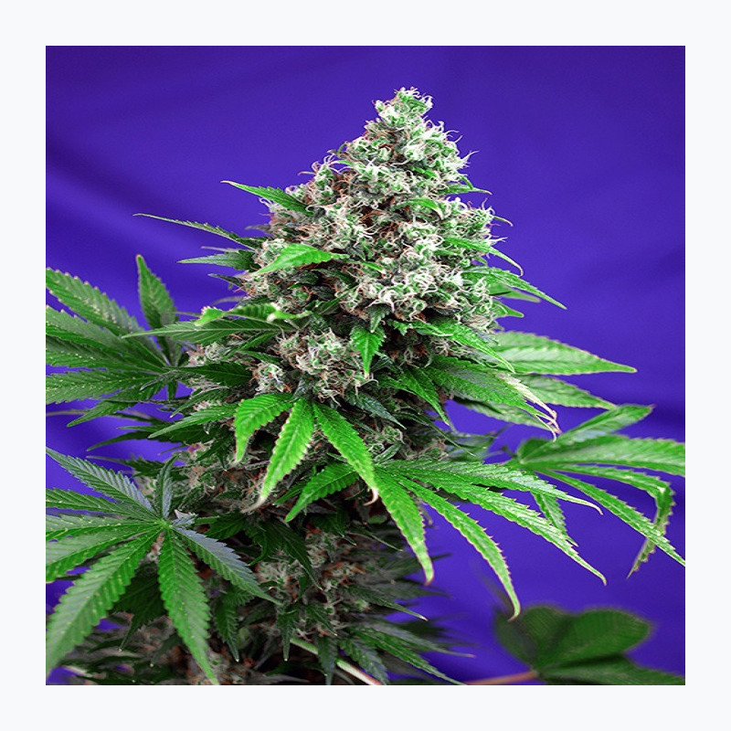 Killer Kush F1 Fast Version® Killer Kush F1 Fast Version®