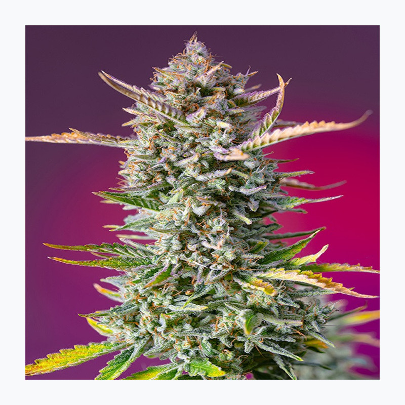 Gorilla Sherbet F1 Fast Version® Gorilla Sherbet F1 Fast Version®