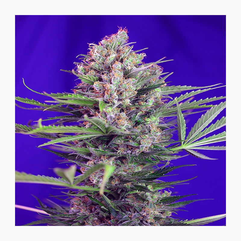 Cream Mandarine F1 Fast Version® Cream Mandarine F1 Fast Version®