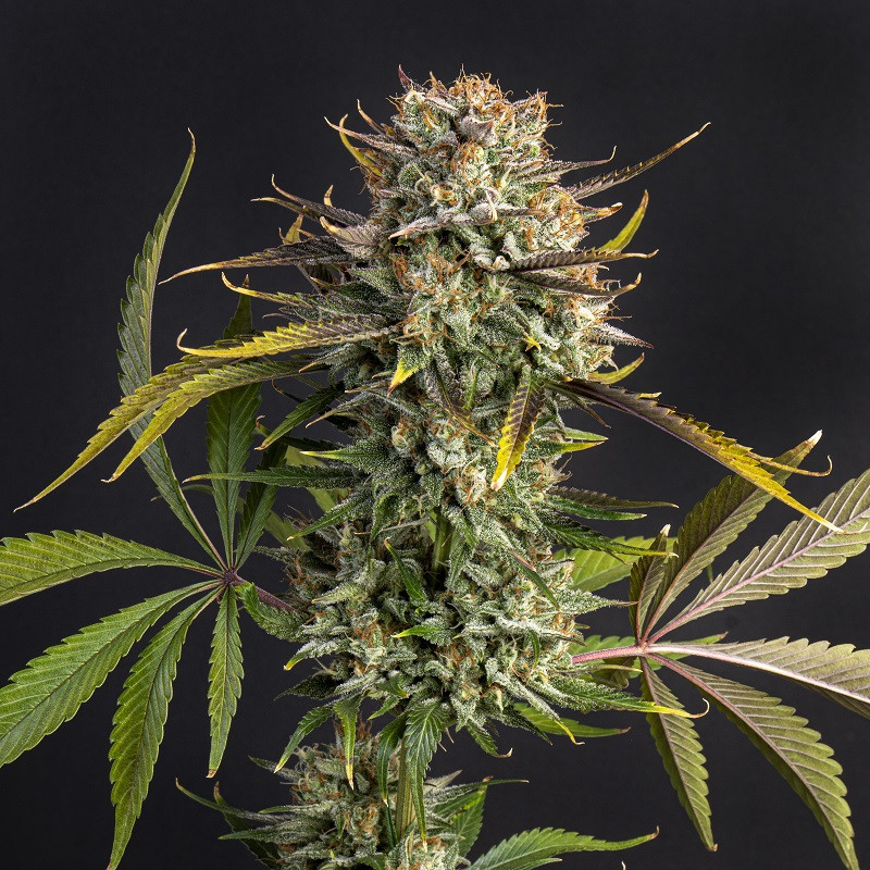 Kitano's Gelato Auto