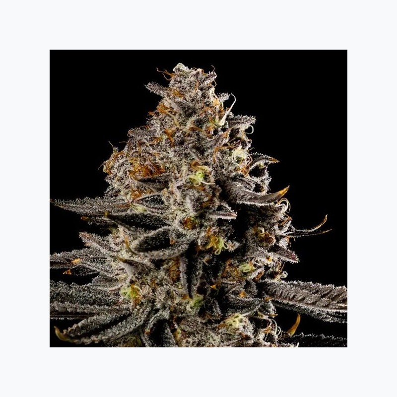 Smashberry Fumez Auto Smashberry Fumez Auto