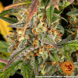 Amnesia Haze Auto Barney's Farm