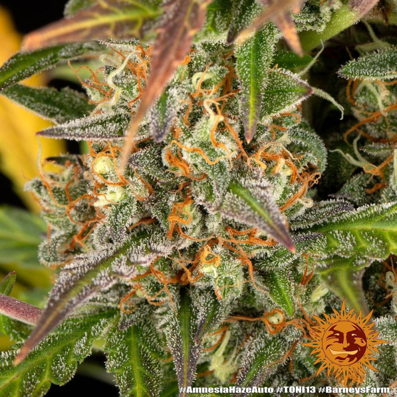 Amnesia Haze Auto Barney's Farm
