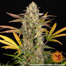 Amnesia Haze Auto Barney's Farm