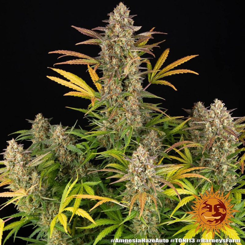 Amnesia Haze Auto Barney's Farm