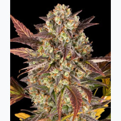 Amnesia Haze Auto Barney's Farm