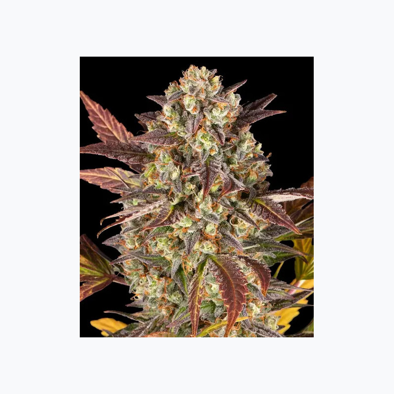Amnesia Haze Auto Barney's Farm