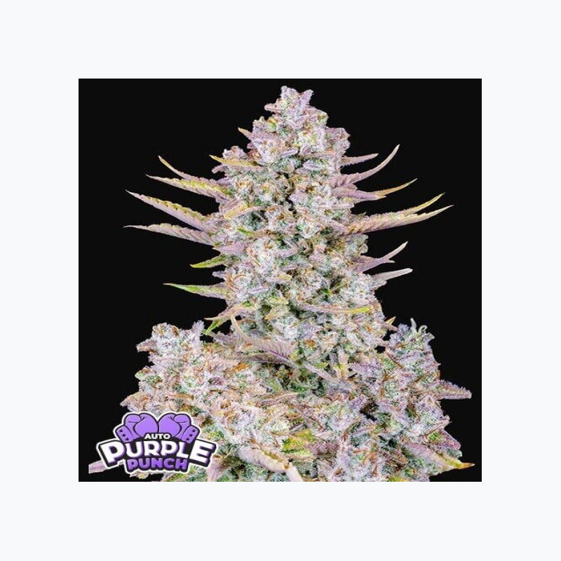 Purple Punch Auto Purple Punch Auto