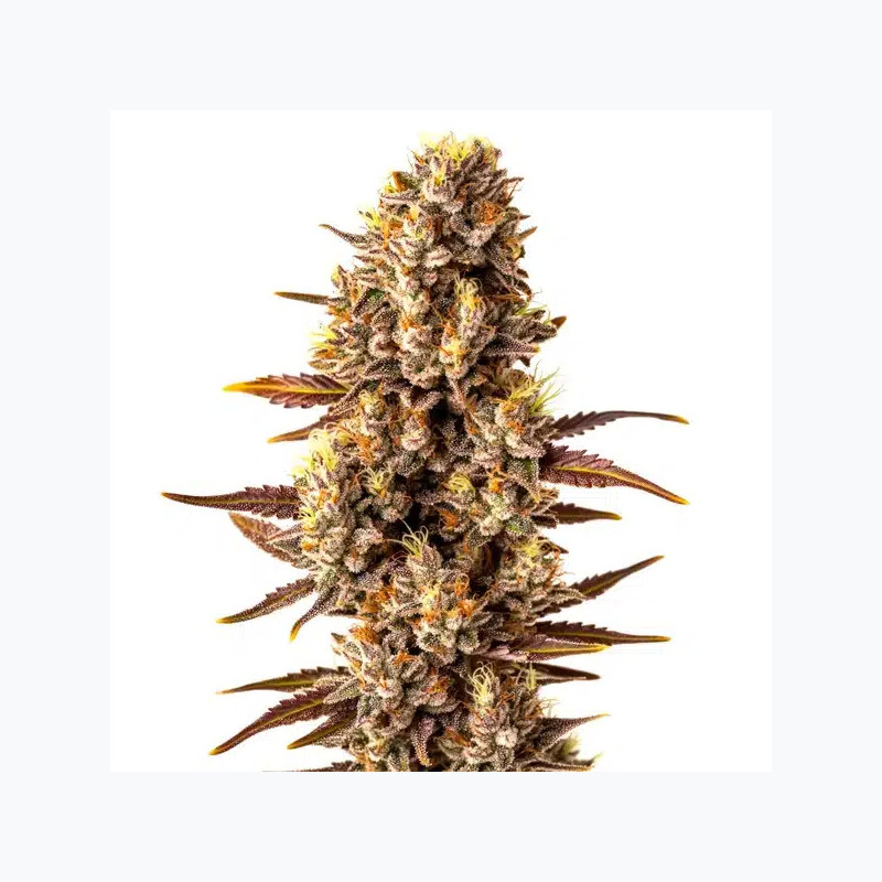 Fast Tropicanna Cookies Purple