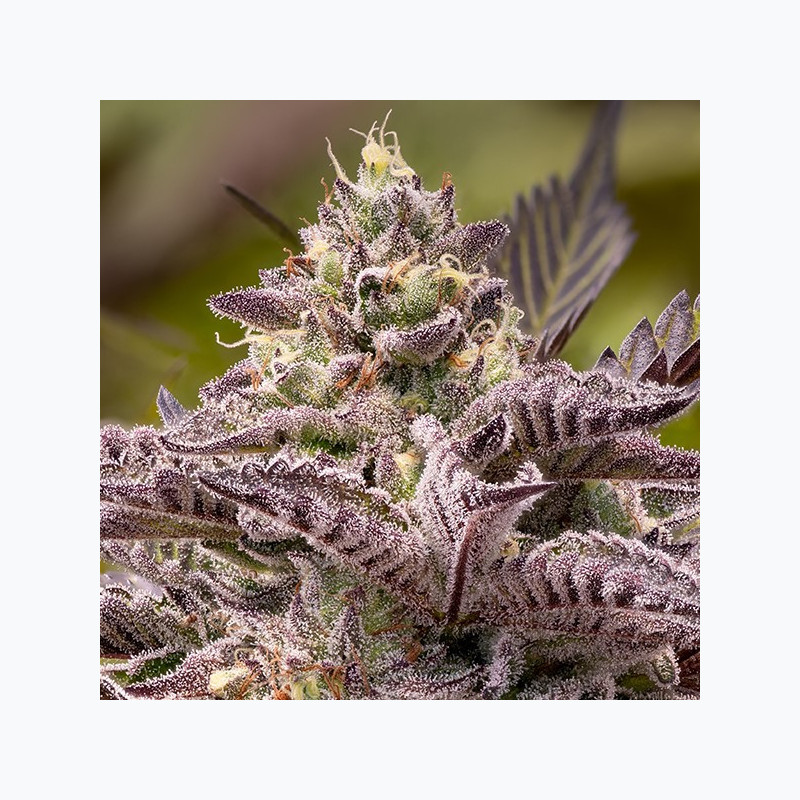 Tahiti Vibez Auto Tahiti Vibez Auto