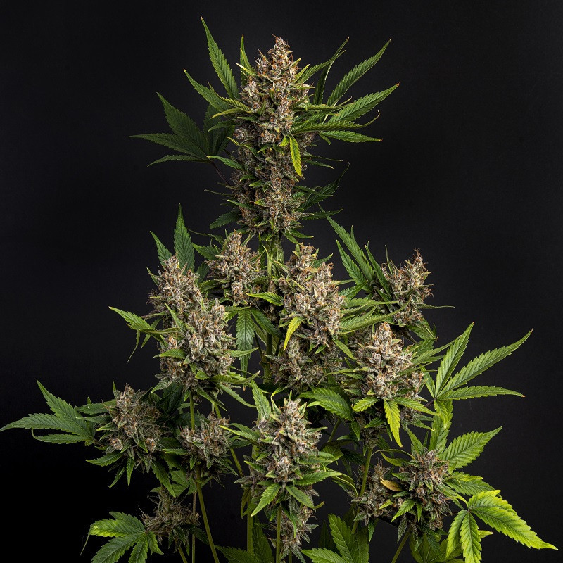 Auto Purple Rain