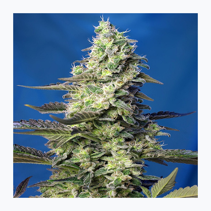 Green Poison XL Auto® Green Poison XL Auto®