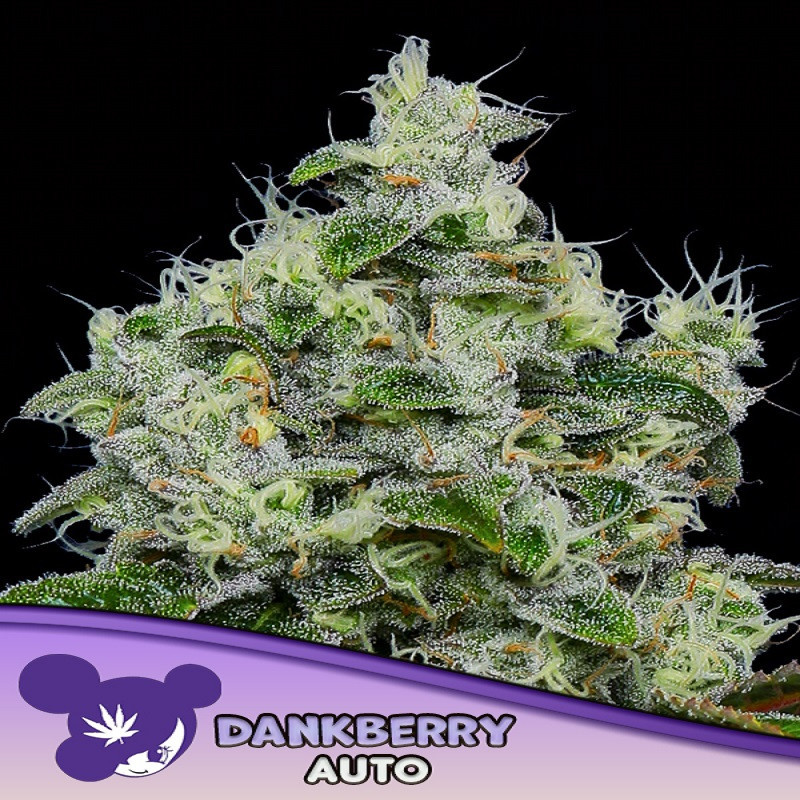 Dankberry Auto Dankberry Auto
