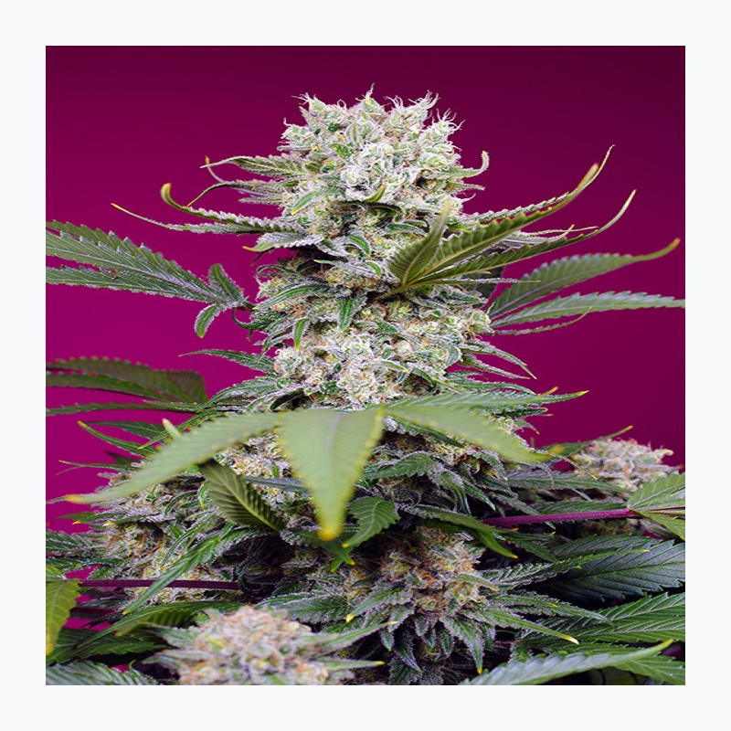 Sweet Mandarine Zkittlez XL Auto® Sweet Mandarine Zkittlez XL Auto®