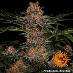 Purple Punch Auto Barney's Farm