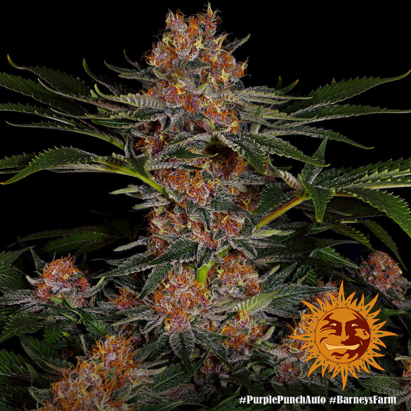 Purple Punch Auto Barney's Farm