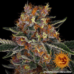 Purple Punch Auto Barney's Farm