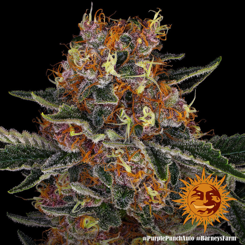 Purple Punch Auto Barney's Farm