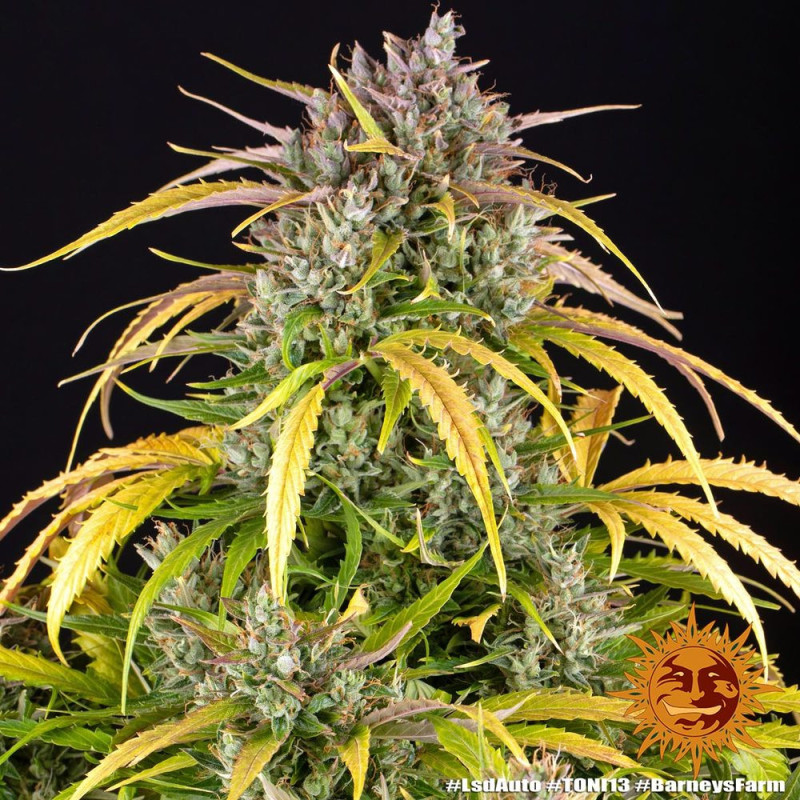 LSD Auto Barney's Farm