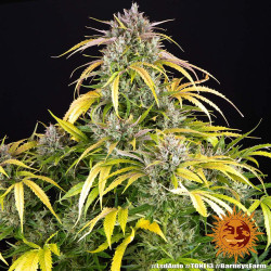 LSD Auto Barney's Farm