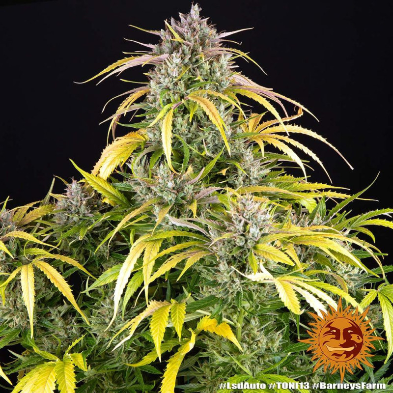LSD Auto Barney's Farm