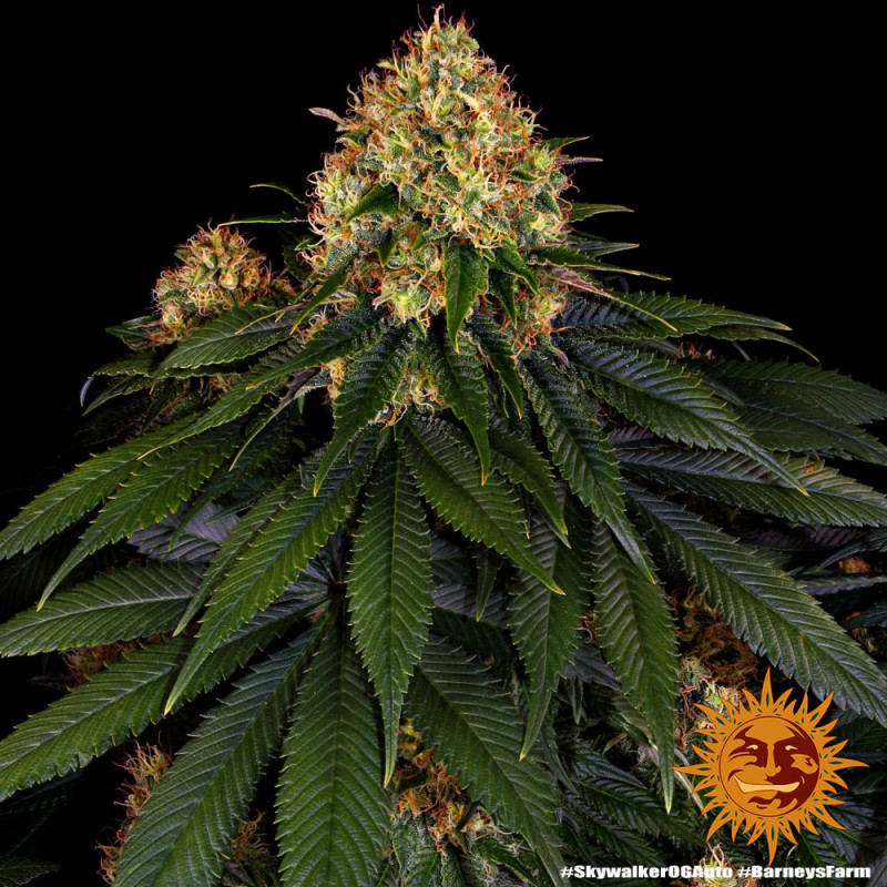 Skywalker OG Auto Barney's Farm