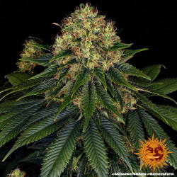 Skywalker OG Auto Barney's Farm