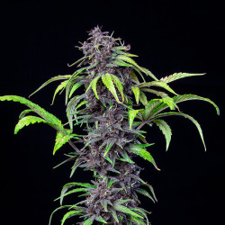 Purplematic Auto CBD