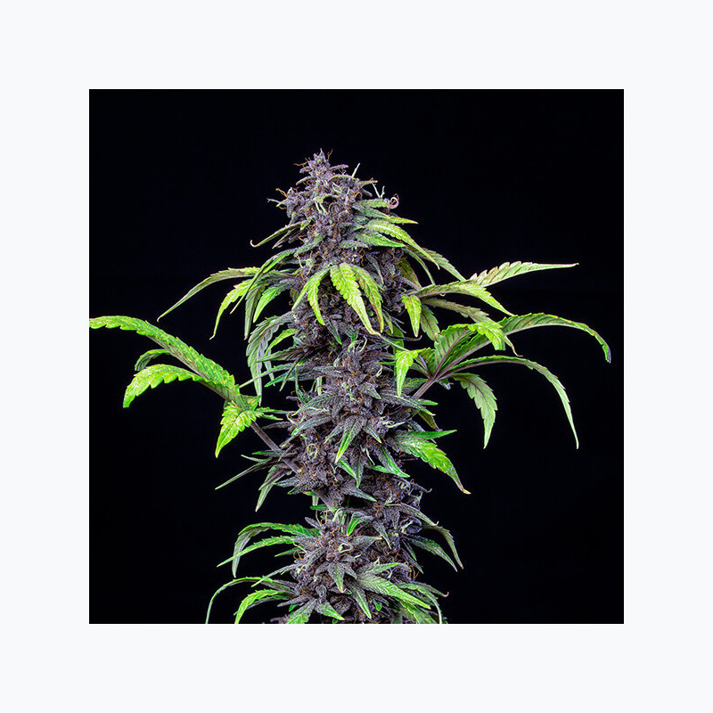 Purplematic Auto CBD