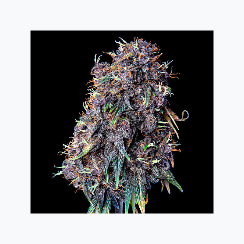 Purplematic Auto CBD