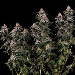 Amnesia Haze RQS