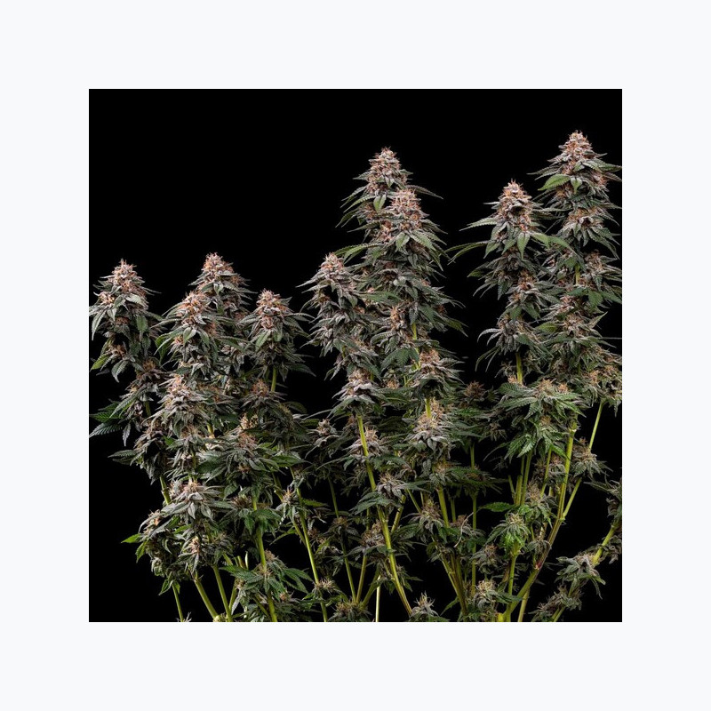 Amnesia Haze RQS