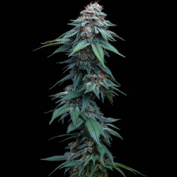 Amnesia Haze RQS