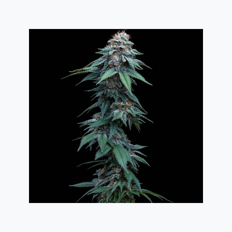 Amnesia Haze RQS