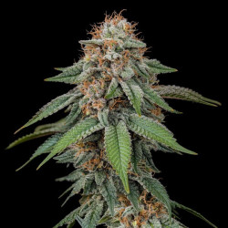 Amnesia Haze RQS