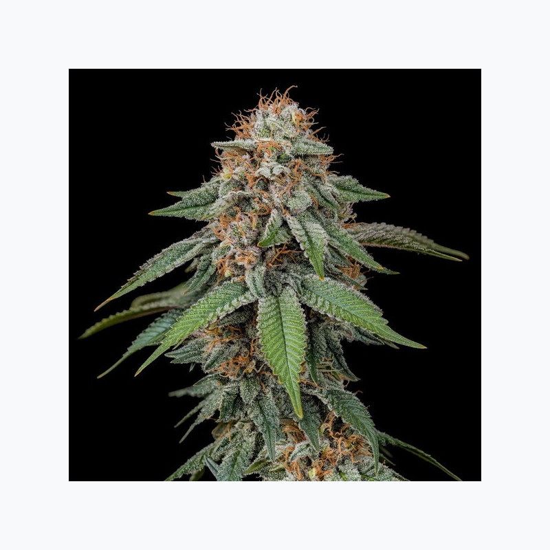 Amnesia Haze RQS